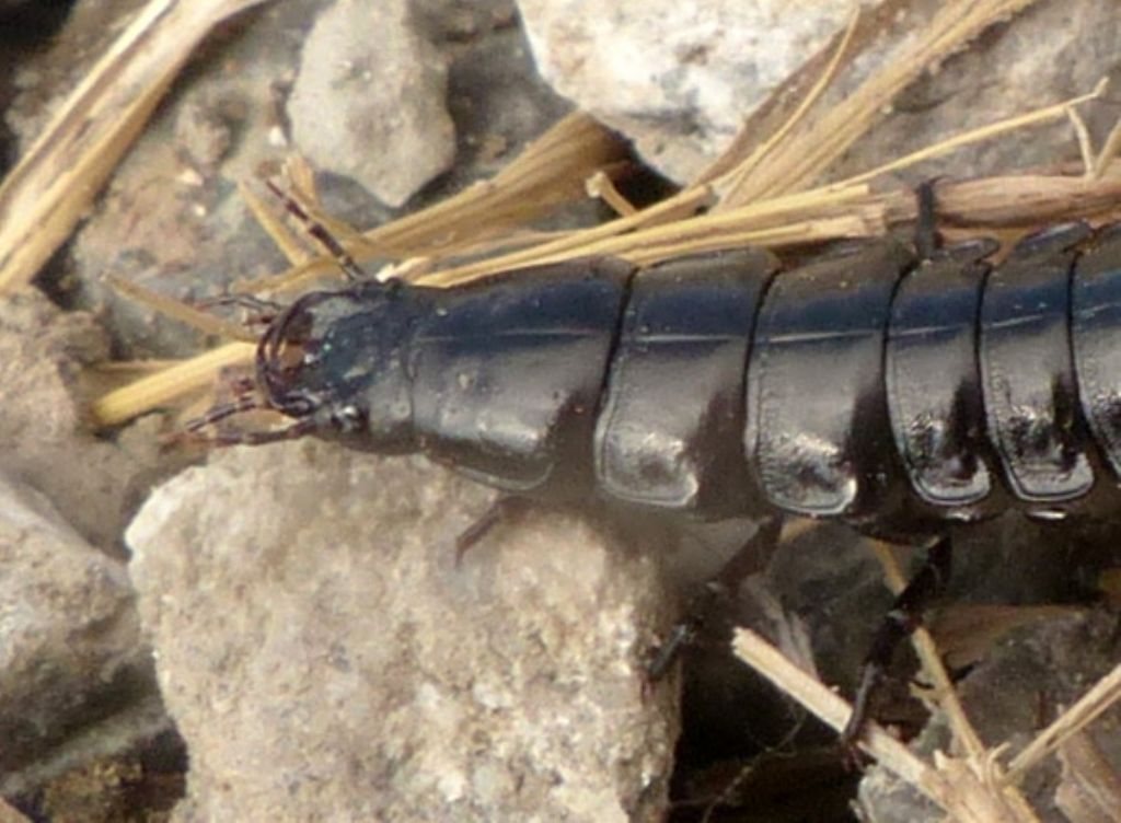 Che cos'' ?? Larva di Carabus sp.